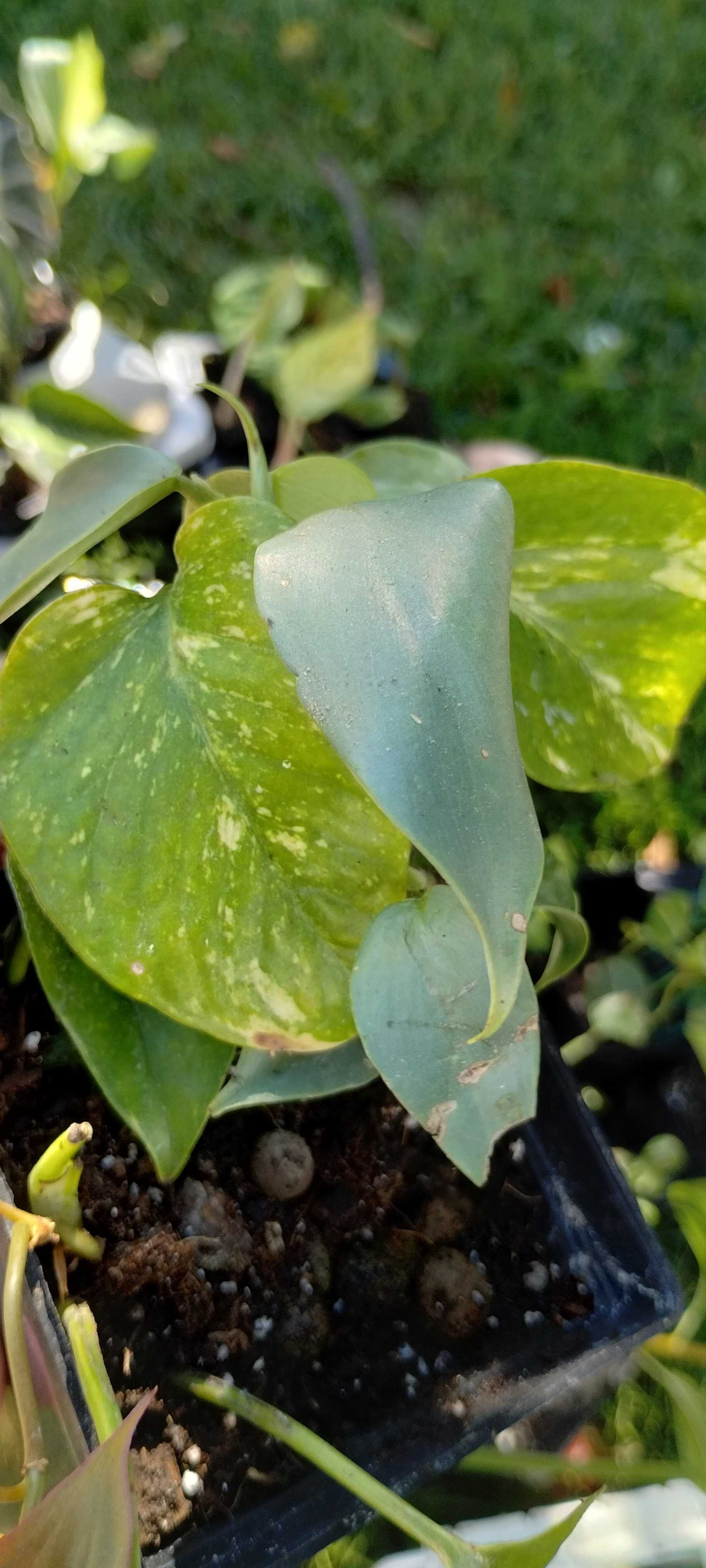 zestaw roślin nr2(5szt) epipremnum, philodendron, monstera