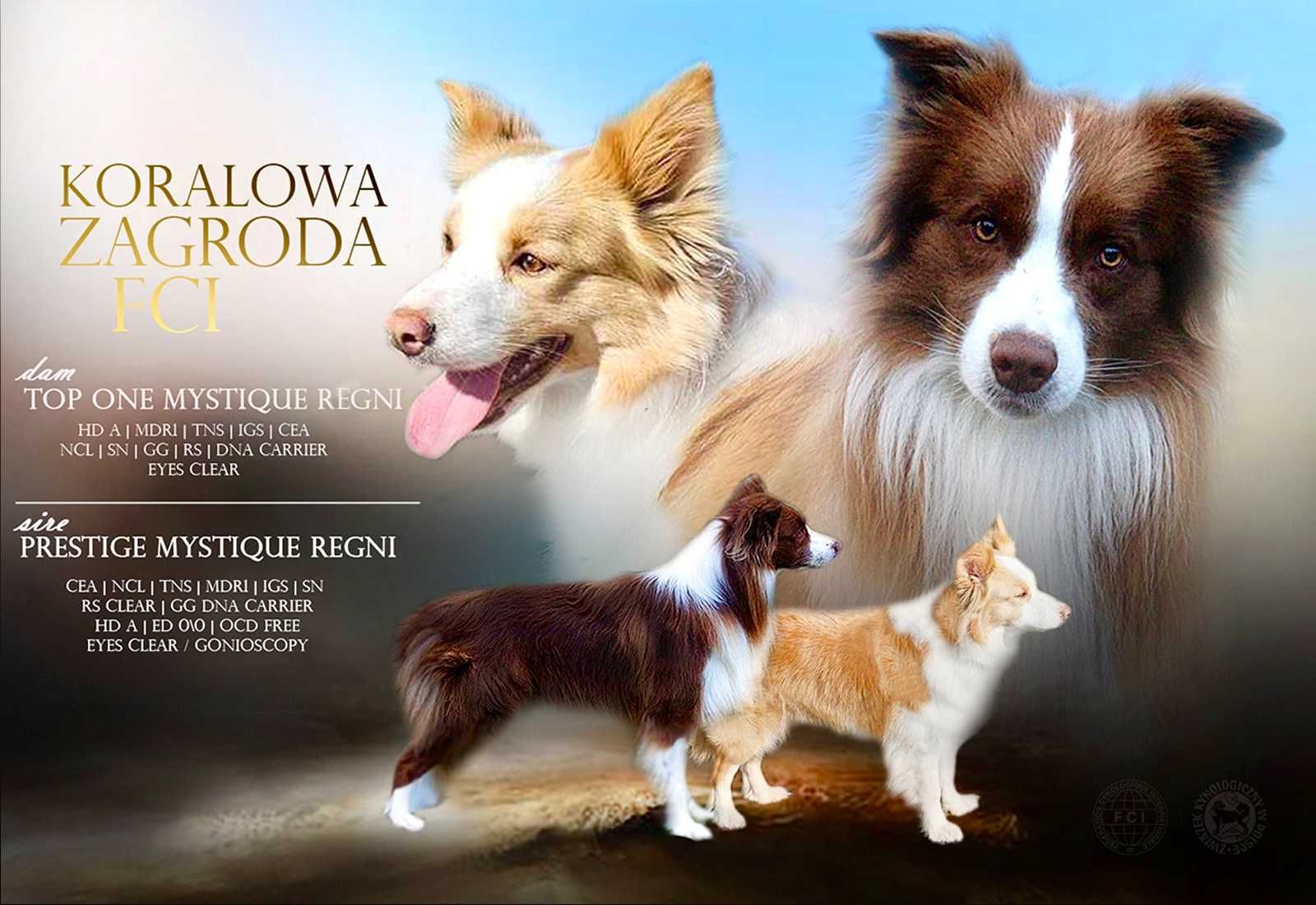 Piesek Border Collie czarno biały ZKwP FCI