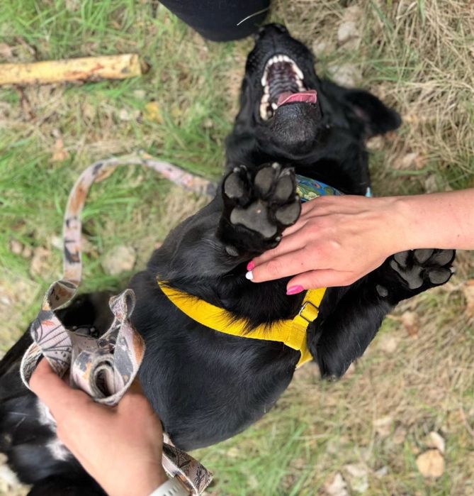 Pączuś szuka domu. Ni to jamnik ni labrador. Do adopcji
