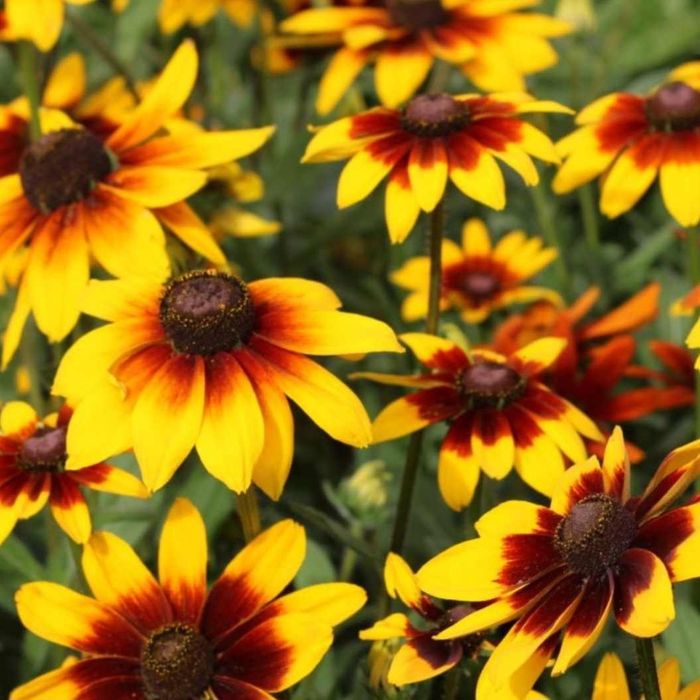 Byliny liliowce firletka astry rudbekia