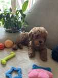 Maltipoo - samczyk