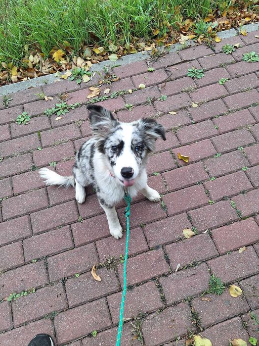 Piesek Border Collie Blue Merle TRI ZKWP/FCI