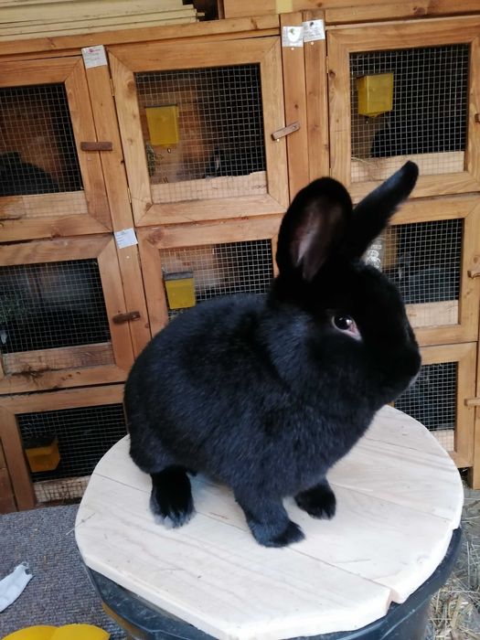 Króliki Wiedeńskie czarne niebieskie