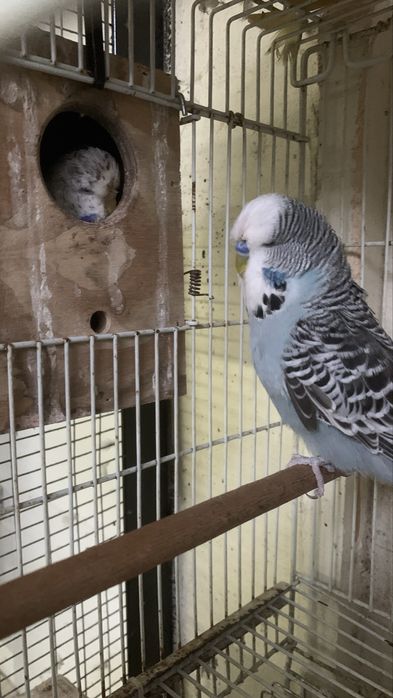 Um casal piriquitos ingles de bom porte pronto a criar e macho sozinho