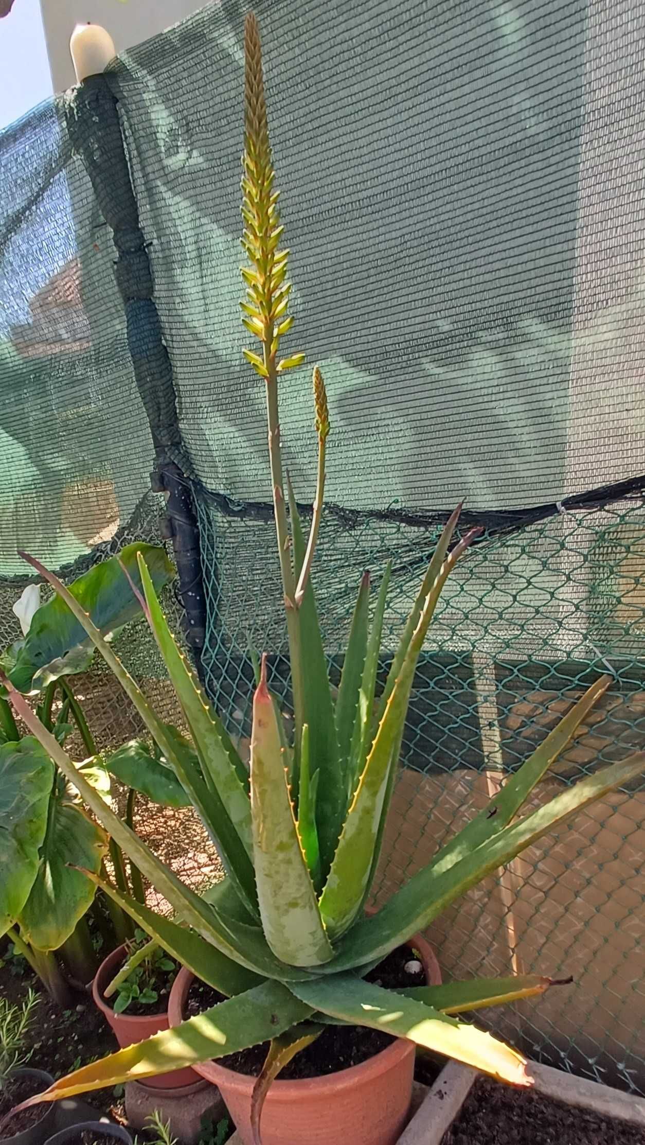 Aloe Vera Grande (em vaso)