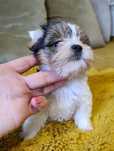 Yorkshire terrier biewer