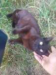 Oddam kotkę do adopcji