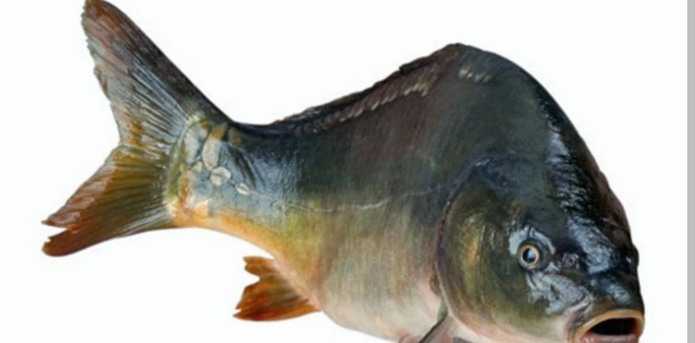 karp dzwonki I platy