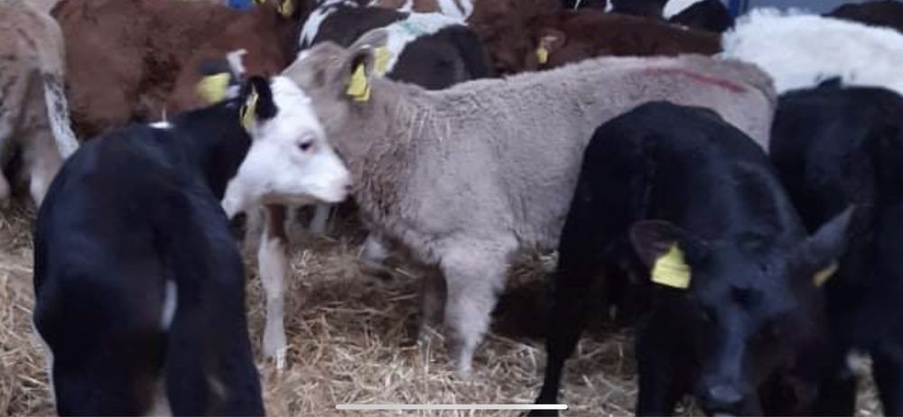 Cielaki odsadki byczki jałóweczki