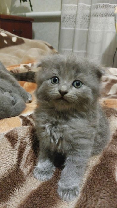 Кошенята висловухі, прямовухі