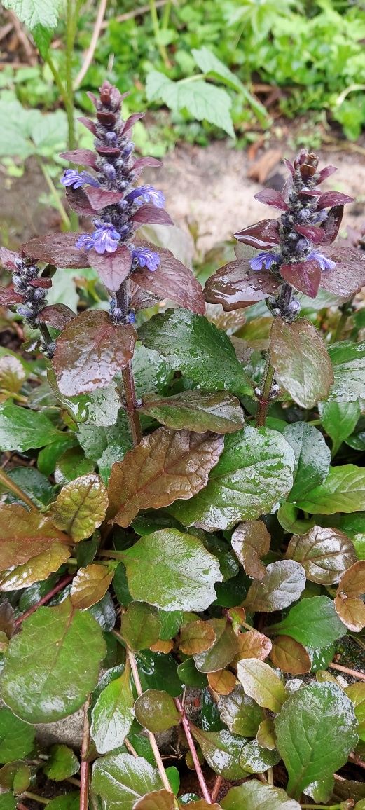 Dąbrówka rozłogowa  AJUGA ATROPURPUREA