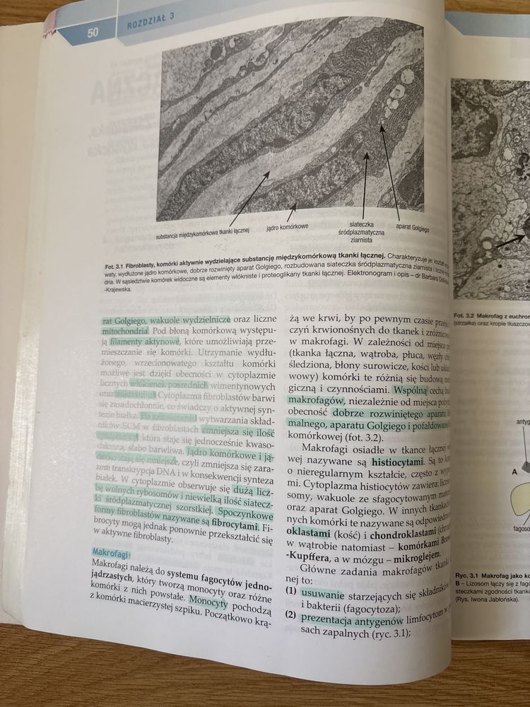 Histologia Maciej Zabel