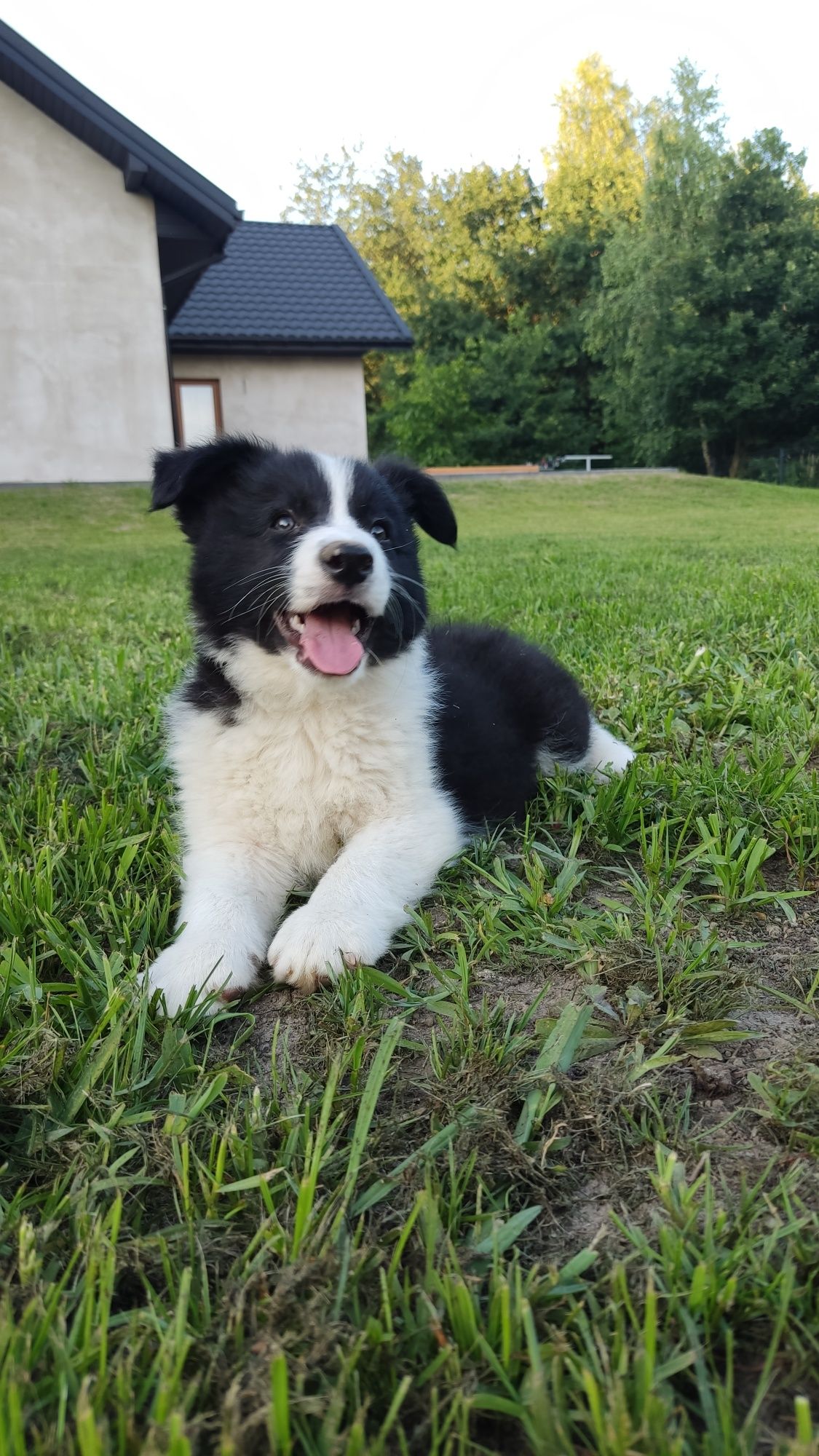 Wspaniały piesek Border Collie - gotowy do odbioru! Barni
