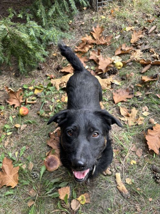 Piesek samiec do adopcji