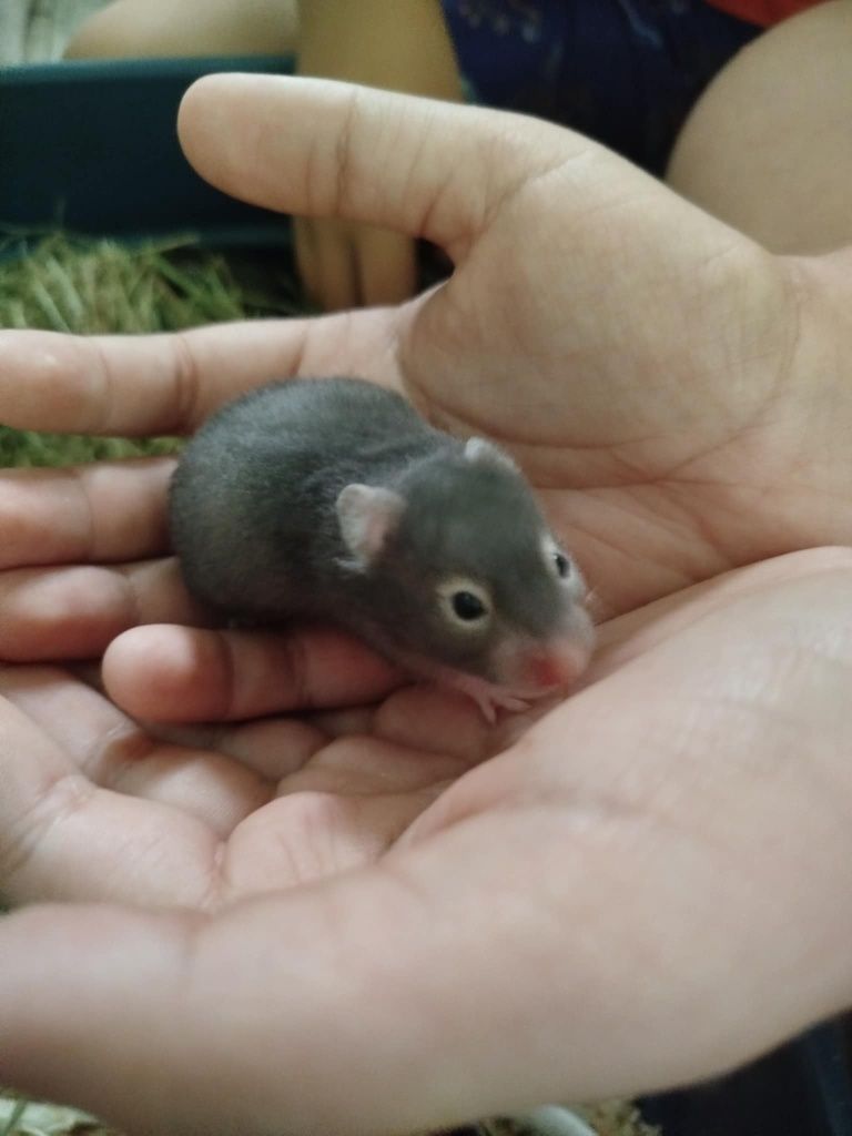 Chomiki syryjski