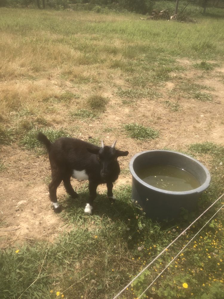 Vendo ou troco estes animais, pavois, cabritas anas…