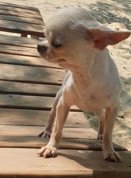 шикарные кобели от мини до стандарта чихуахуа вязка