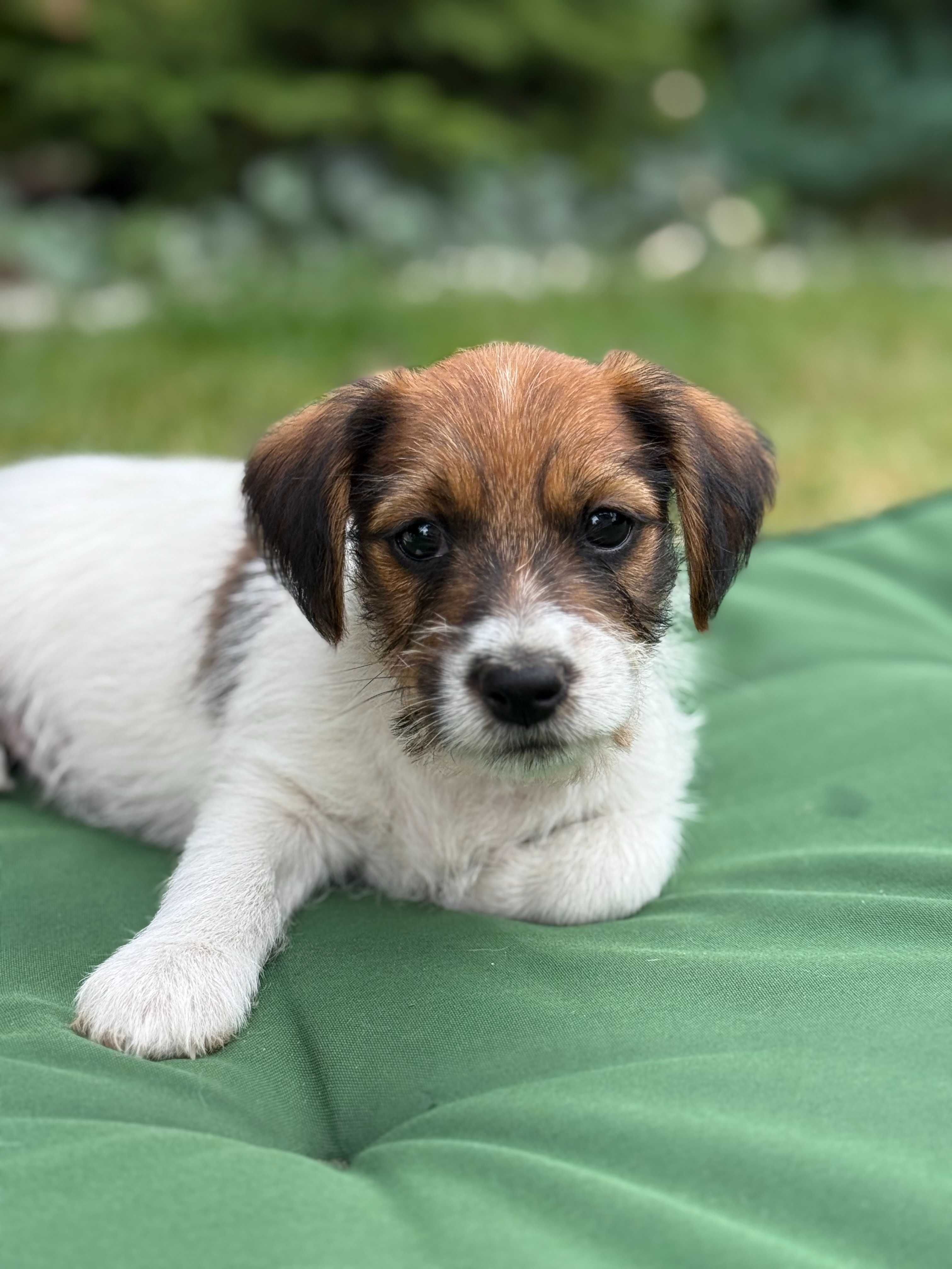 Jack Russell Terrier od #SMARTIE JACKS# rodzice FCI/ ZKwP rough haired