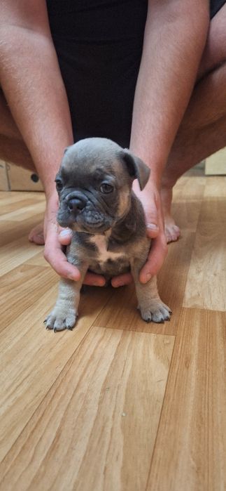 Продаються цуценята французького бульдога