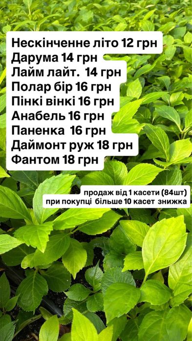 Саджанці гортензіі