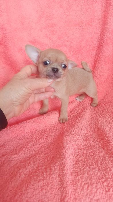 Чихуахуа.дівчинка. Вік два місяців. Чудо ізабелового кольору . Вакцино