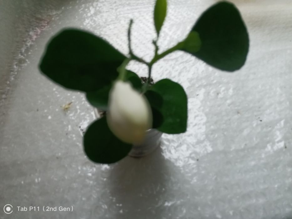 Продам  мурайю .