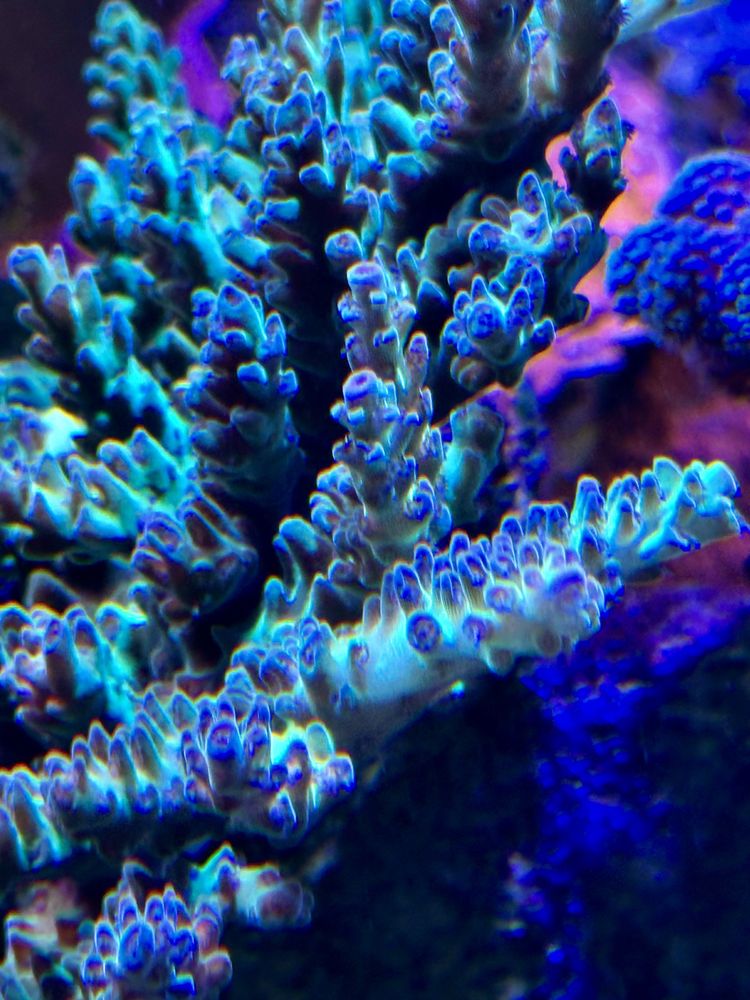 Koralowiec Acropora sps