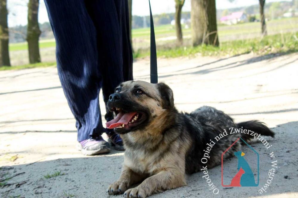 Bardzo przyjazna sunia Kizia szuka domu!