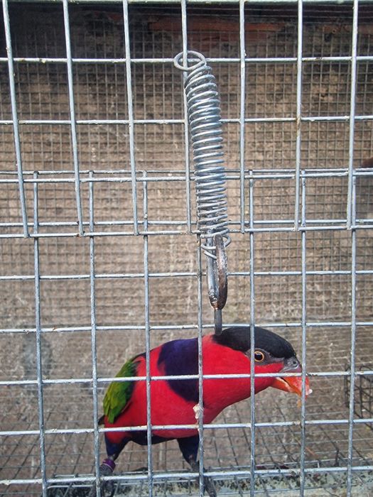 Loris casais adultos