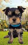 Yorkshire Terrier York ZKwP FCI rasowy po championach