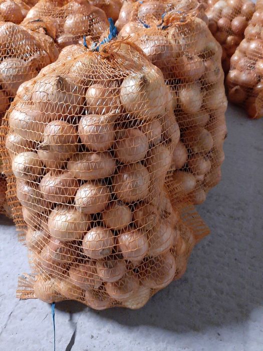 Cebula z dymki obierana