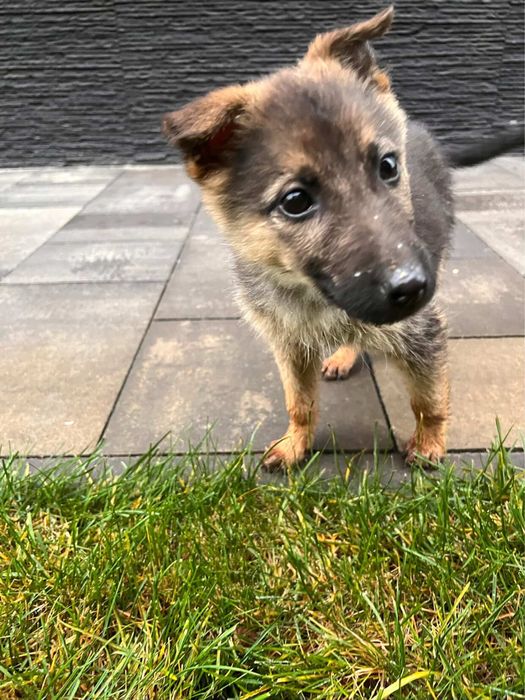 Цуценята шукають дім