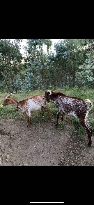 Vendo cabrita raça florida