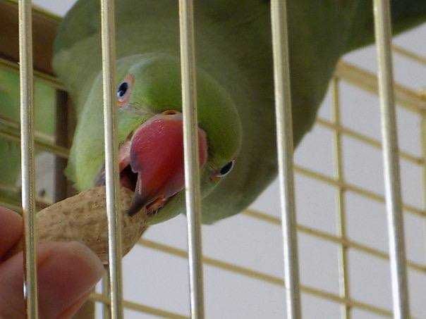 Добрі та ласкаві Ожерелові папуги шукають нових люблячих господарів!