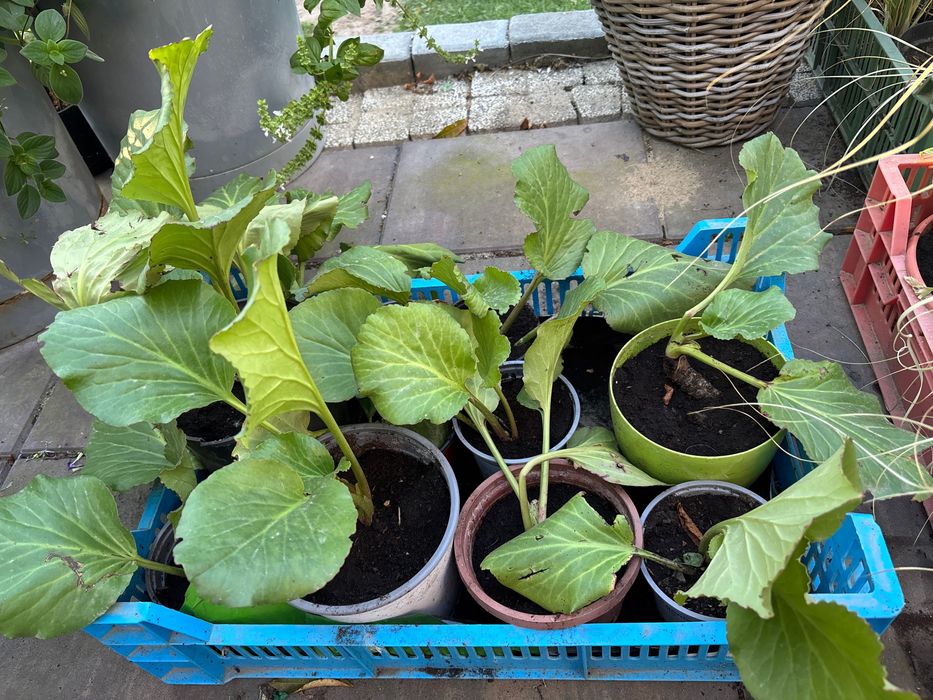 Hosta/ funkie sadzonki
