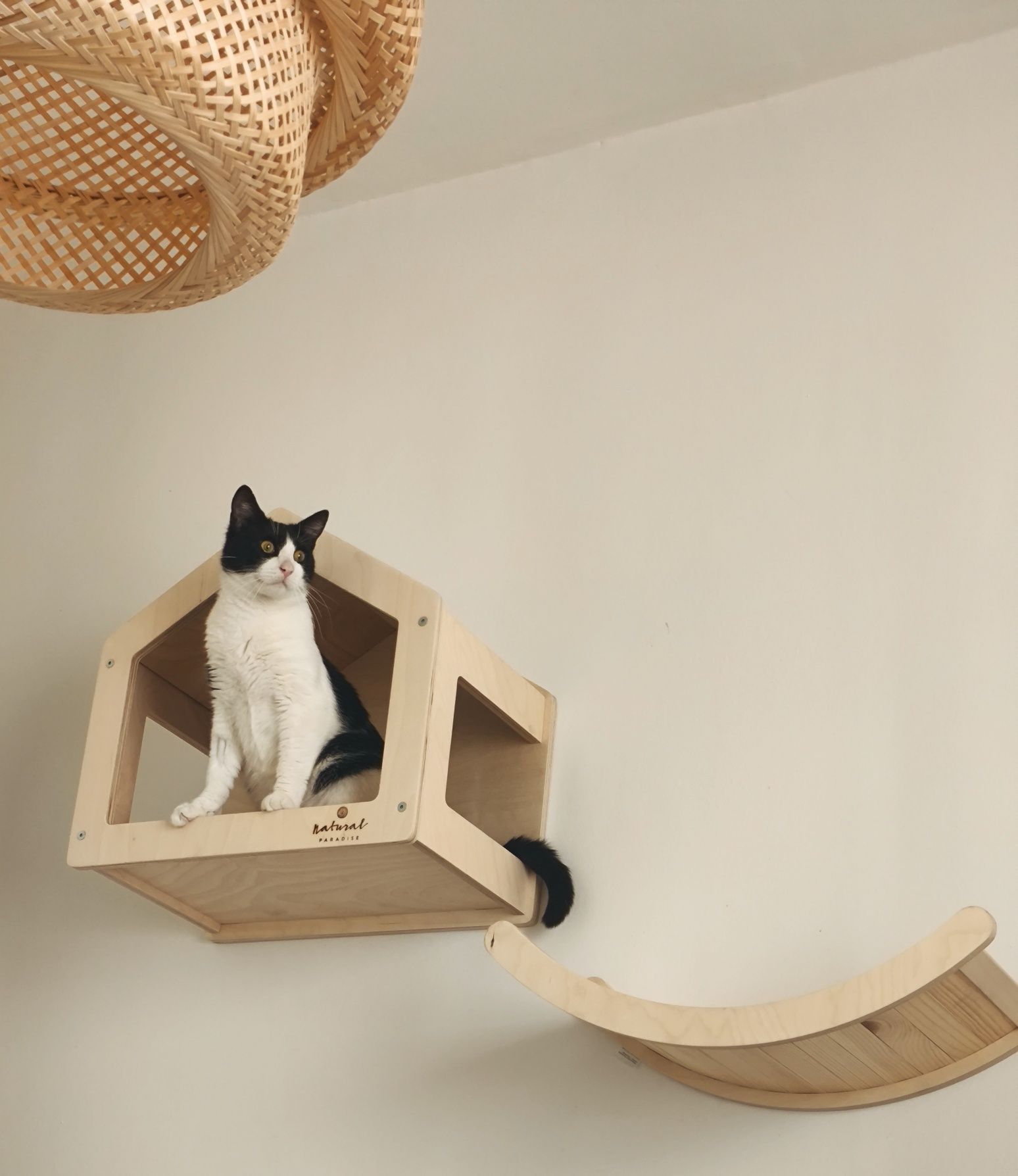 Młody kocur Loki szuka kochającego domu, kot do adopcji