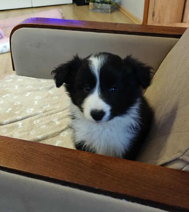 Border collie sunia