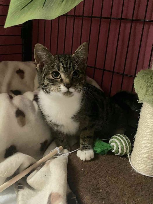 Wenus do adopcji,  kot, kotka, kotek