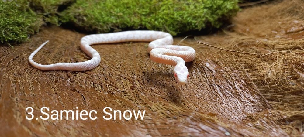 Wąż zbożowy. Snow, Ultramel anery. Młode.
