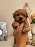 śliczny chłopak maltipoo