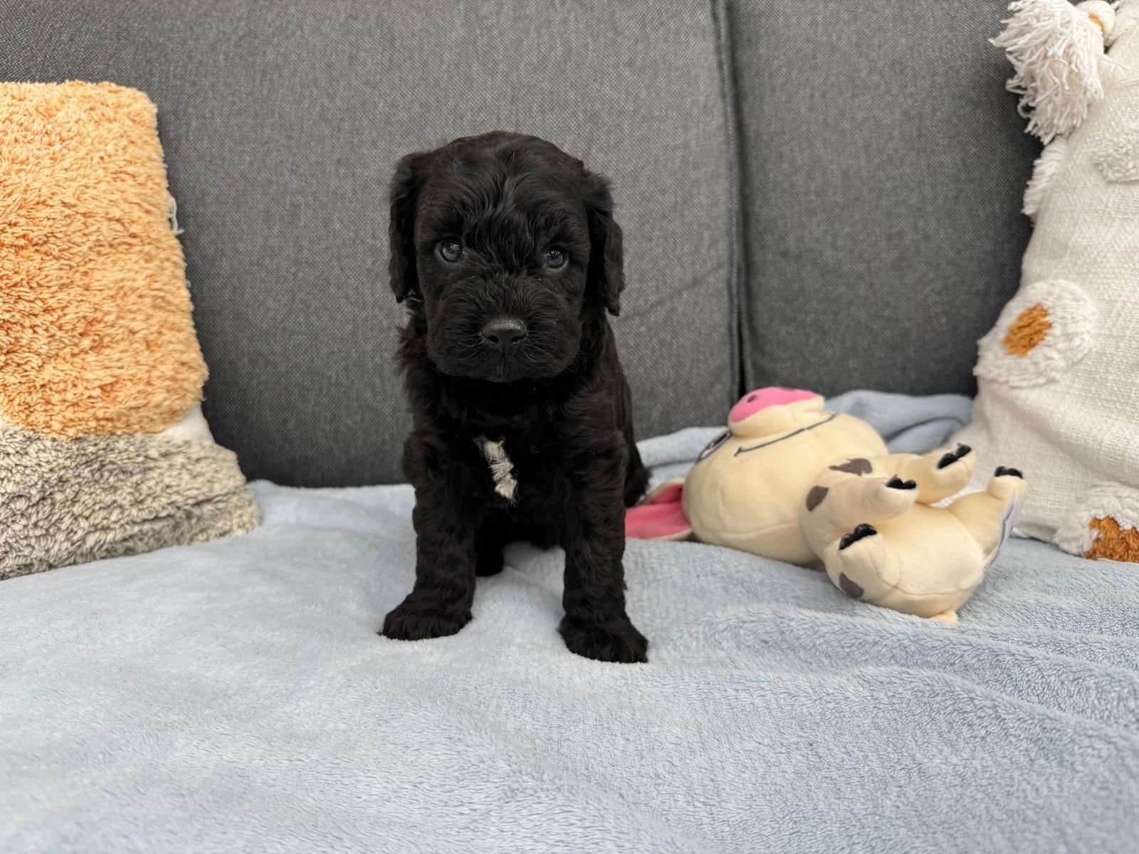 cavapoo szczeniak gotowy