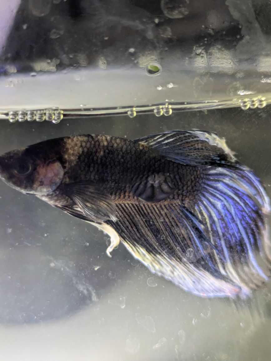 Macho betta veil tail