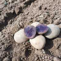 Ziemniaki fioletowe sałatkowe