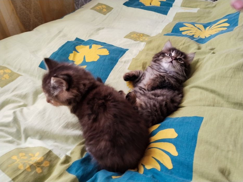 Пухнасті кошенята