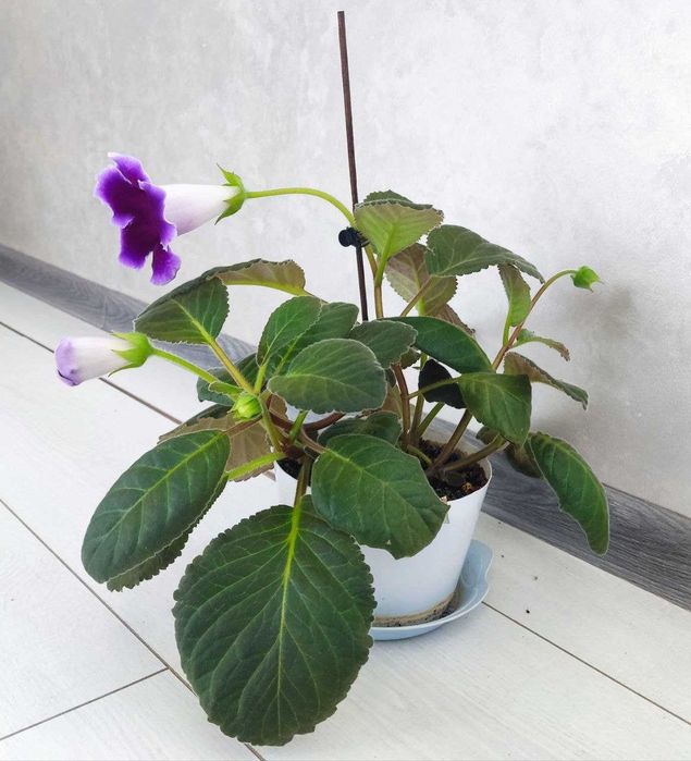 Кімнатна рослина Глоксінія