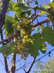 Продаж свіжого вина