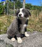 Border Collie fêmea