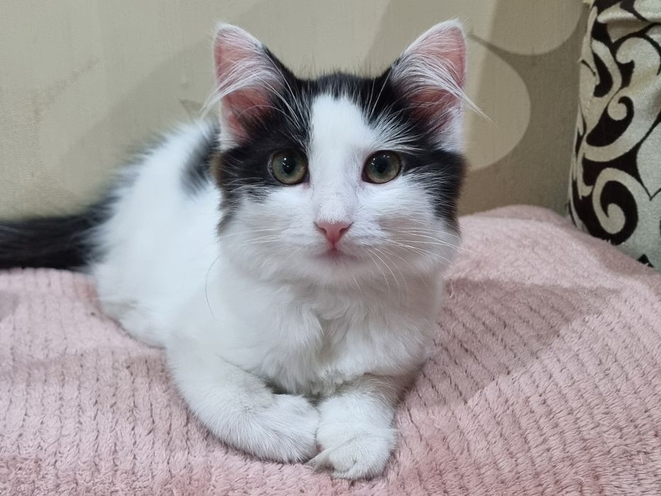 Котенок девоч стерил