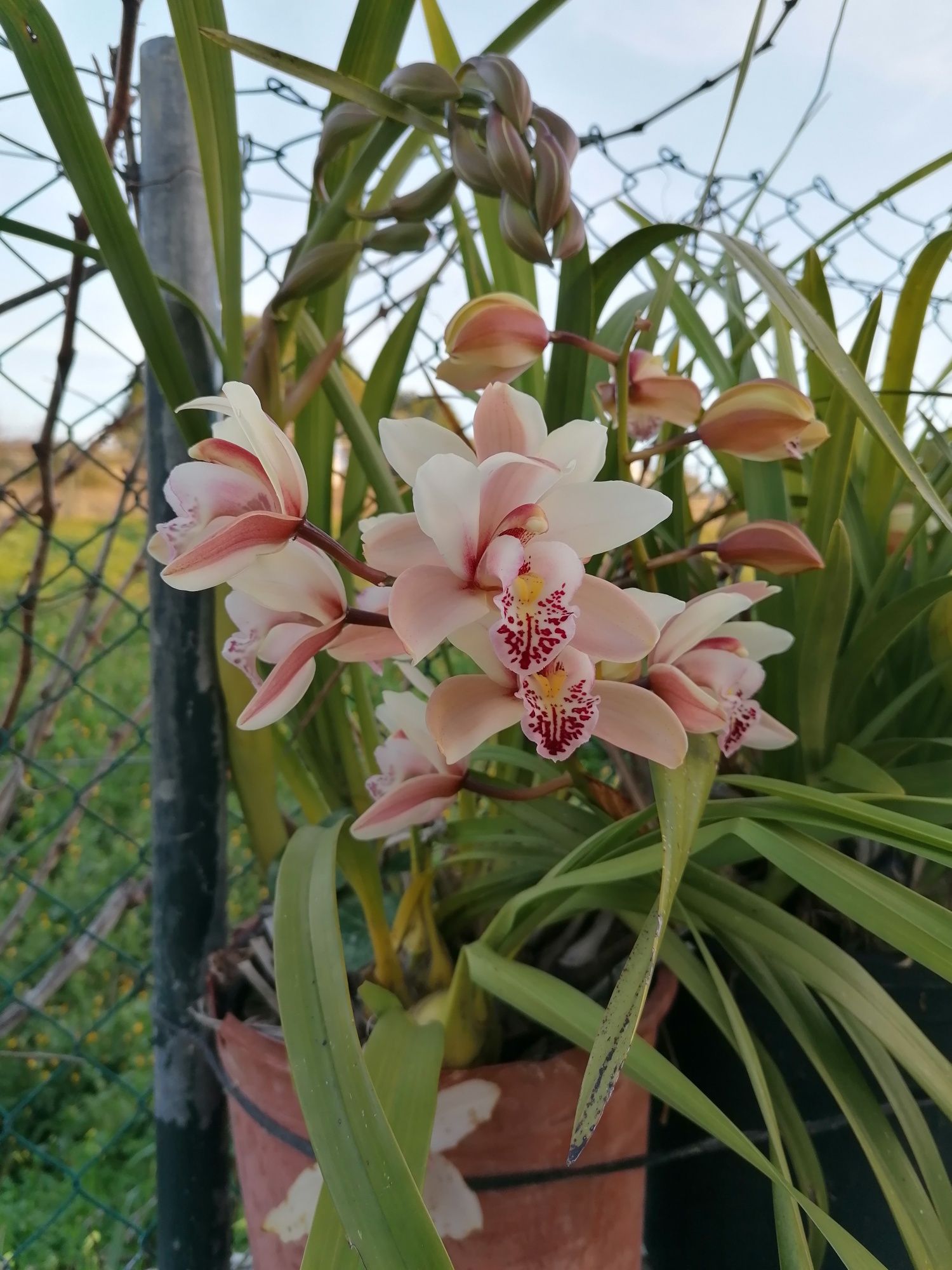 Vendo orquídeas de exterior