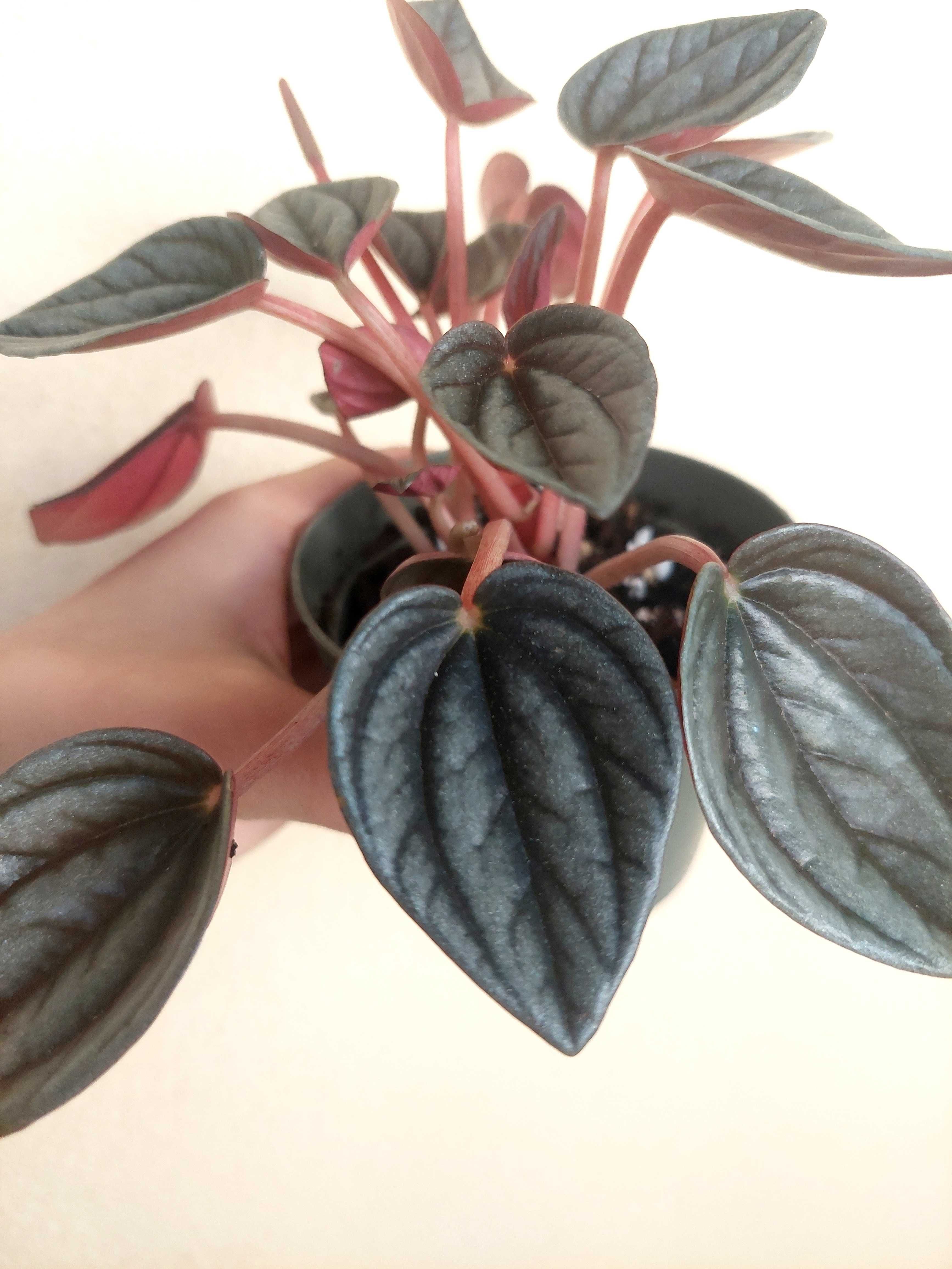 Planta Peperomia cayenne